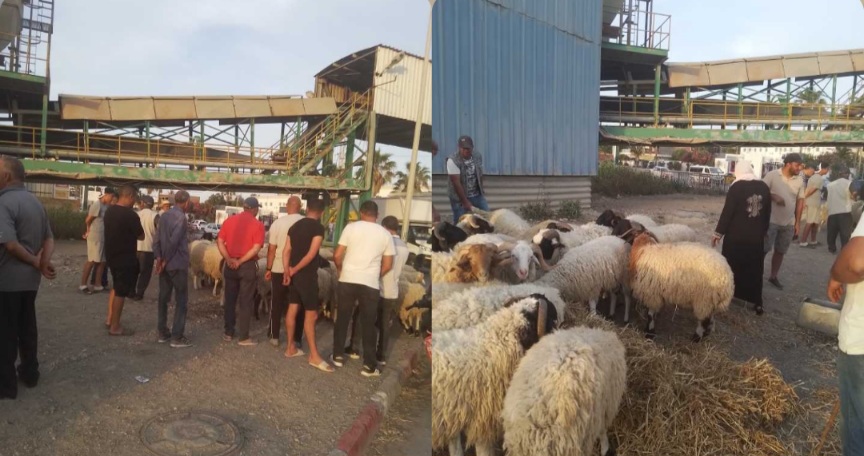  بنزرت..ارتفاع مشط لاسعار أضاحي العيد
